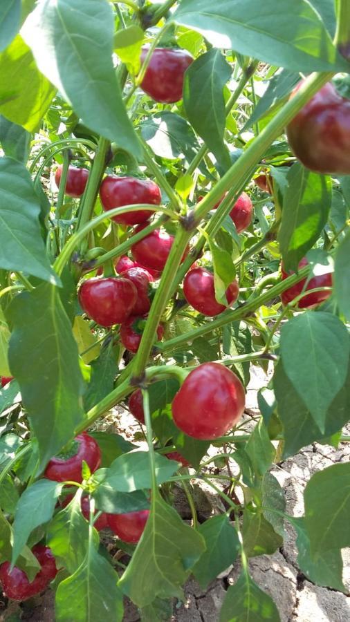 La Tana Del Picchio Βίλα Neviano degli Arduini Εξωτερικό φωτογραφία